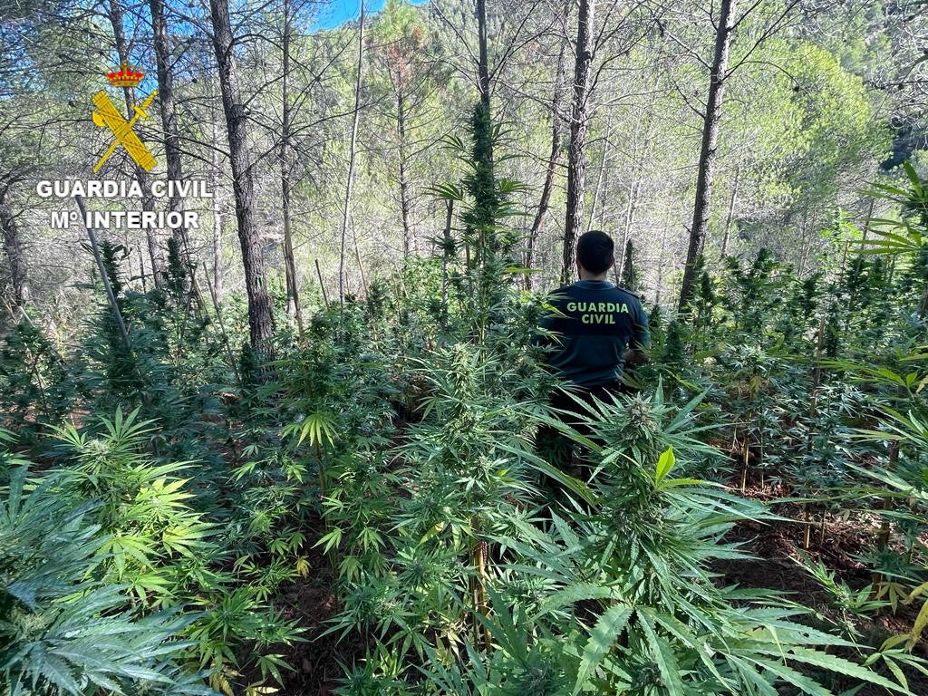 Localizan más de 1600 plantas de marihuana en Villahermosa del Río Localizan más de 1600 plantas de marihuana en Villahermosa del Río