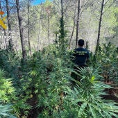 Localizan más de 1600 plantas de marihuana en Villahermosa del Río 
