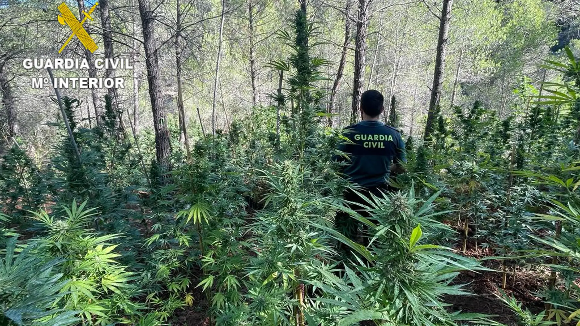 Localizan más de 1600 plantas de marihuana en Villahermosa del Río 