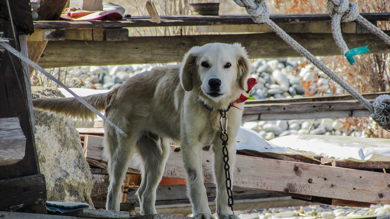 La nueva multa que te puede caer si haces esto con tu perro, según la nueva ley animal La nueva multa que te puede caer si haces esto con tu perro, según la nueva ley animal