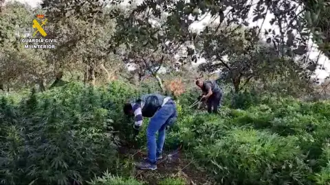 Detenidos los tres responsables de una plantación de marihuana con más de 2.100 plantas en Cabeza la Vaca Detenidos los tres responsables de una plantación de marihuana con más de 2.100 plantas en Cabeza la Vaca