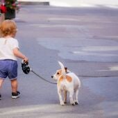 Entra en vigor la nueva ley de bienestar animal: qué dice la normativa y cómo afecta a tu mascota