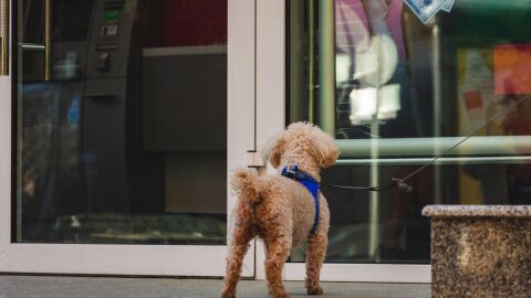 Ya se no podrá atar a un perro a las puertas de un supermercando o comercio 