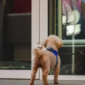 Ya se no podrá atar a un perro a las puertas de un supermercando o comercio Ya se no podrá atar a un perro a las puertas de un supermercando o comercio