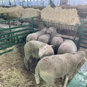 Feria Internacional Ganadera de Zafra 2023 Feria Internacional Ganadera de Zafra 2023