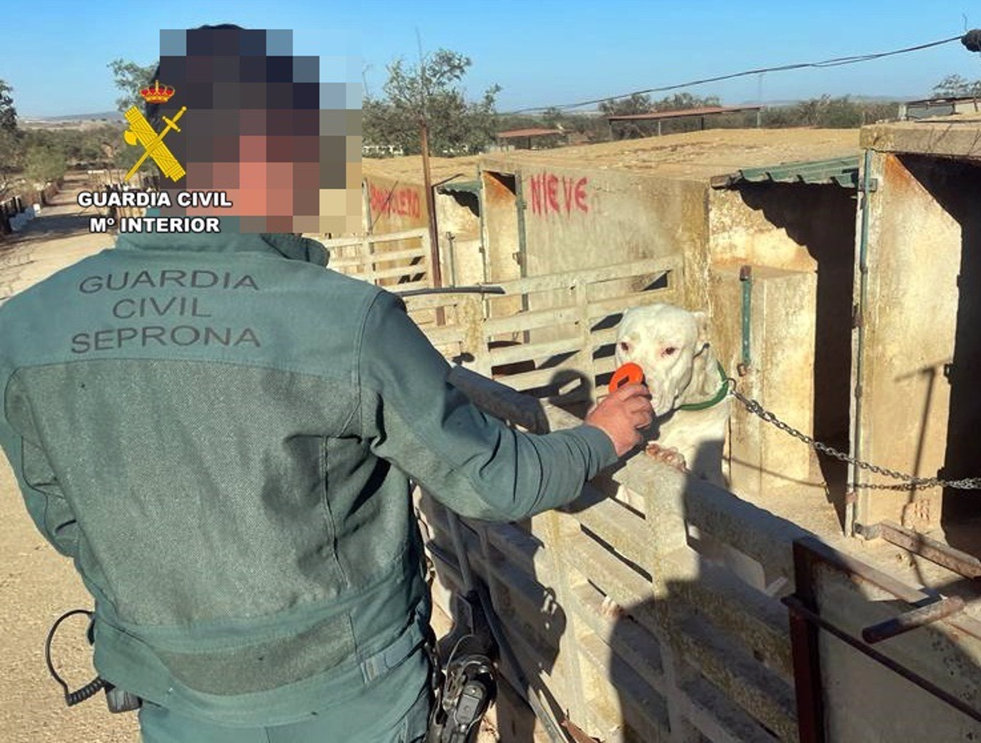 Investigados un hombre de Trasierra por cortar las orejas a 26 perros y un veterinario de Llerena por certificar las amputaciones Investigados un hombre de Trasierra por cortar las orejas a 26 perros y un veterinario de Llerena por certificar las amputaciones