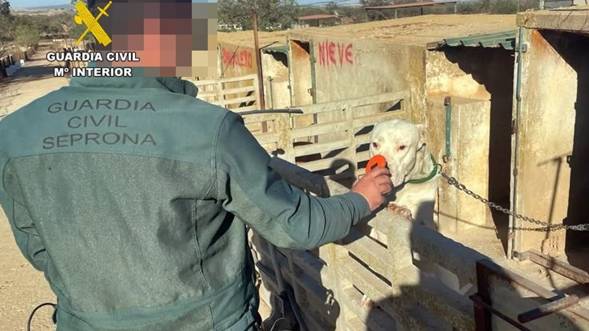 Investigados un hombre de Trasierra por cortar las orejas a 26 perros y un veterinario de Llerena por certificar las amputaciones