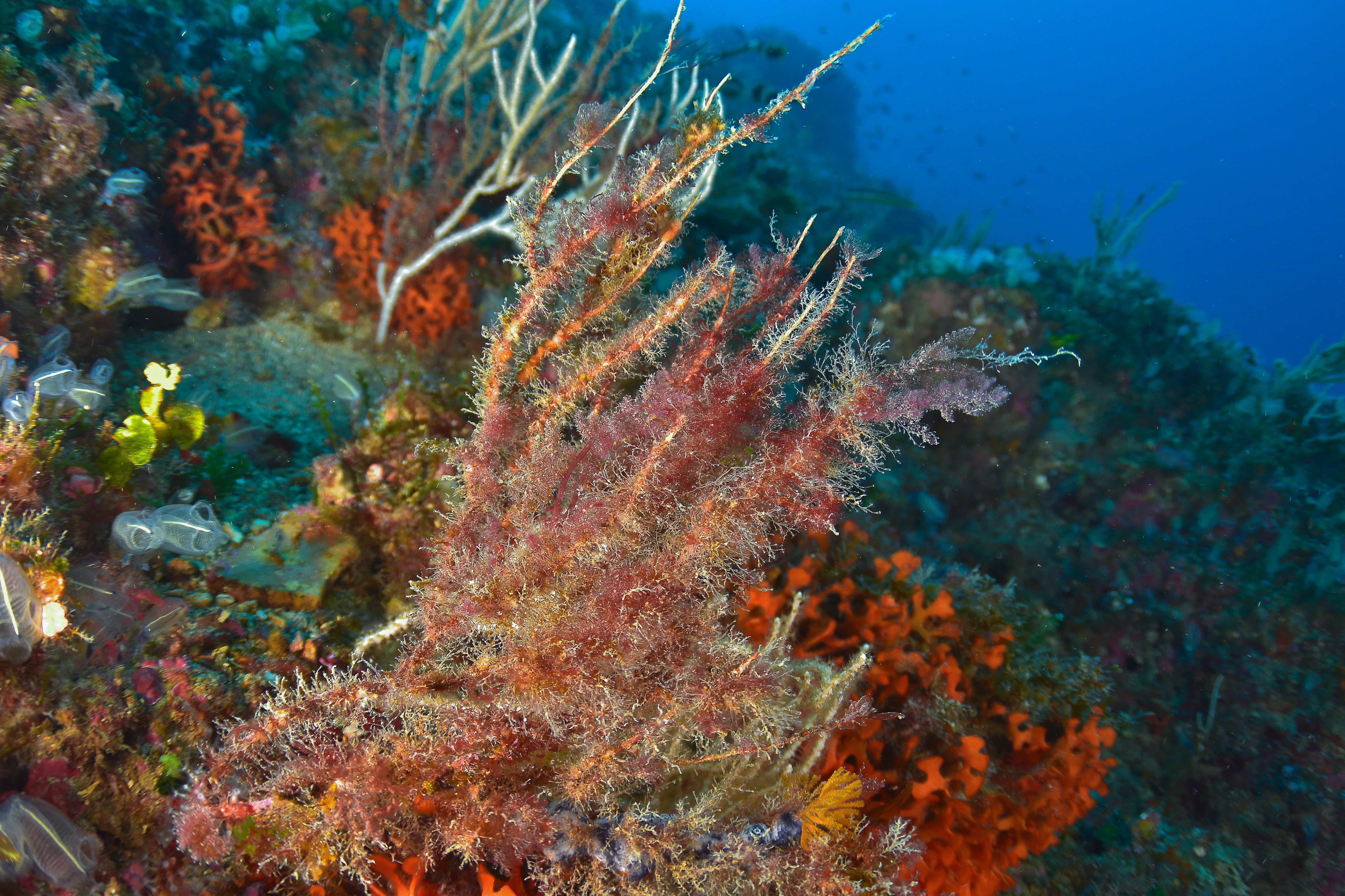 Las olas de calor marinas amenazan la supervivencia de una especie de coral clave para el ecosistema mediterráneo Las olas de calor marinas amenazan la supervivencia de una especie de coral clave para el ecosistema mediterráneo