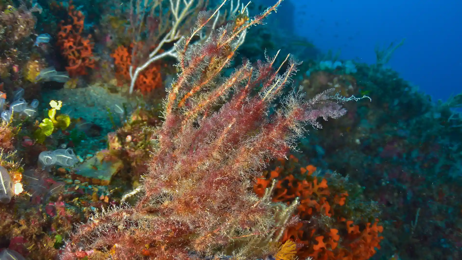 Las olas de calor marinas amenazan la supervivencia de una especie de coral clave para el ecosistema mediterráneo