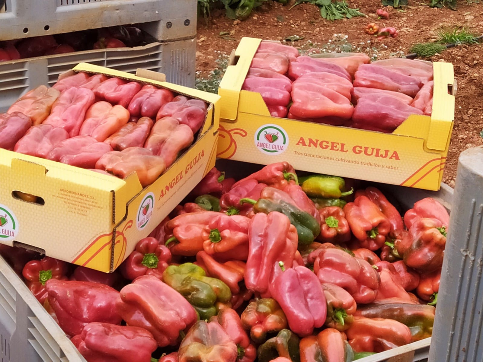 El buen tiempo da una tregua a los productores de pimiento de la comarca de Villanueva de los Infantes El buen tiempo da una tregua a los productores de pimiento de la comarca de Villanueva de los Infantes