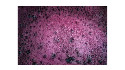 Fermentación del vino Fermentación del vino