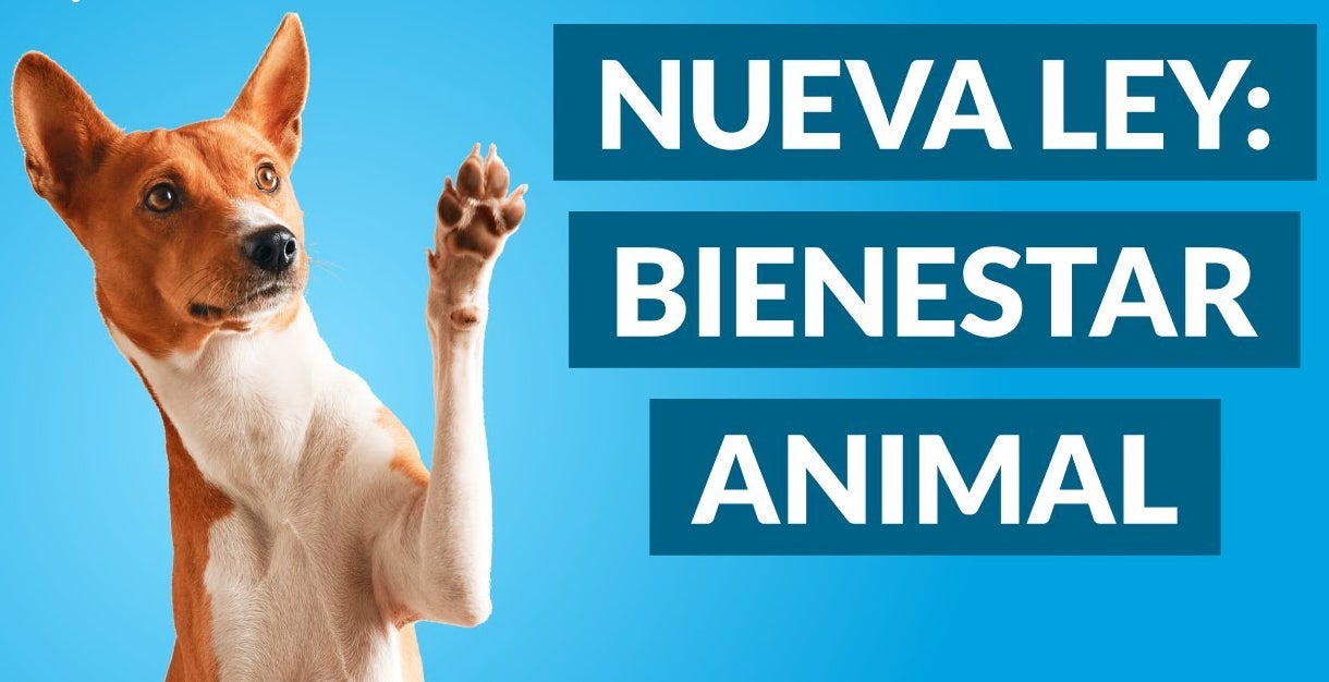 Ángel Osuna comenta los aspectos más destacados de la nueva Ley de Bienestar Animal Ángel Osuna comenta los aspectos más destacados de la nueva Ley de Bienestar Animal