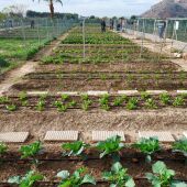 Se abre el plazo en Orihuela para solicitar parcelas de los huertos urbanos ecológicos
