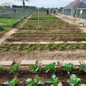 Se abre el plazo en Orihuela para solicitar parcelas de los huertos urbanos ecológicos Se abre el plazo en Orihuela para solicitar parcelas de los huertos urbanos ecológicos