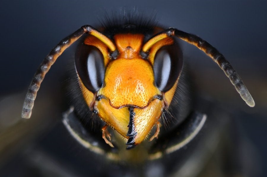 Alertan de la llegada de la avispa asiática en España: por qué supone tanto riesgo Alertan de la llegada de la avispa asiática en España: por qué supone tanto riesgo