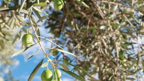 FERIA ACEITE ENGUERA