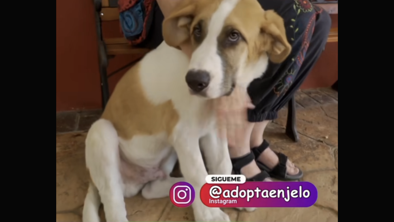 Adopta en JELO: Airbag, un cachorro grandullón Adopta en JELO: Airbag, un cachorro grandullón