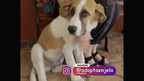 Adopta en JELO Adopta en JELO
