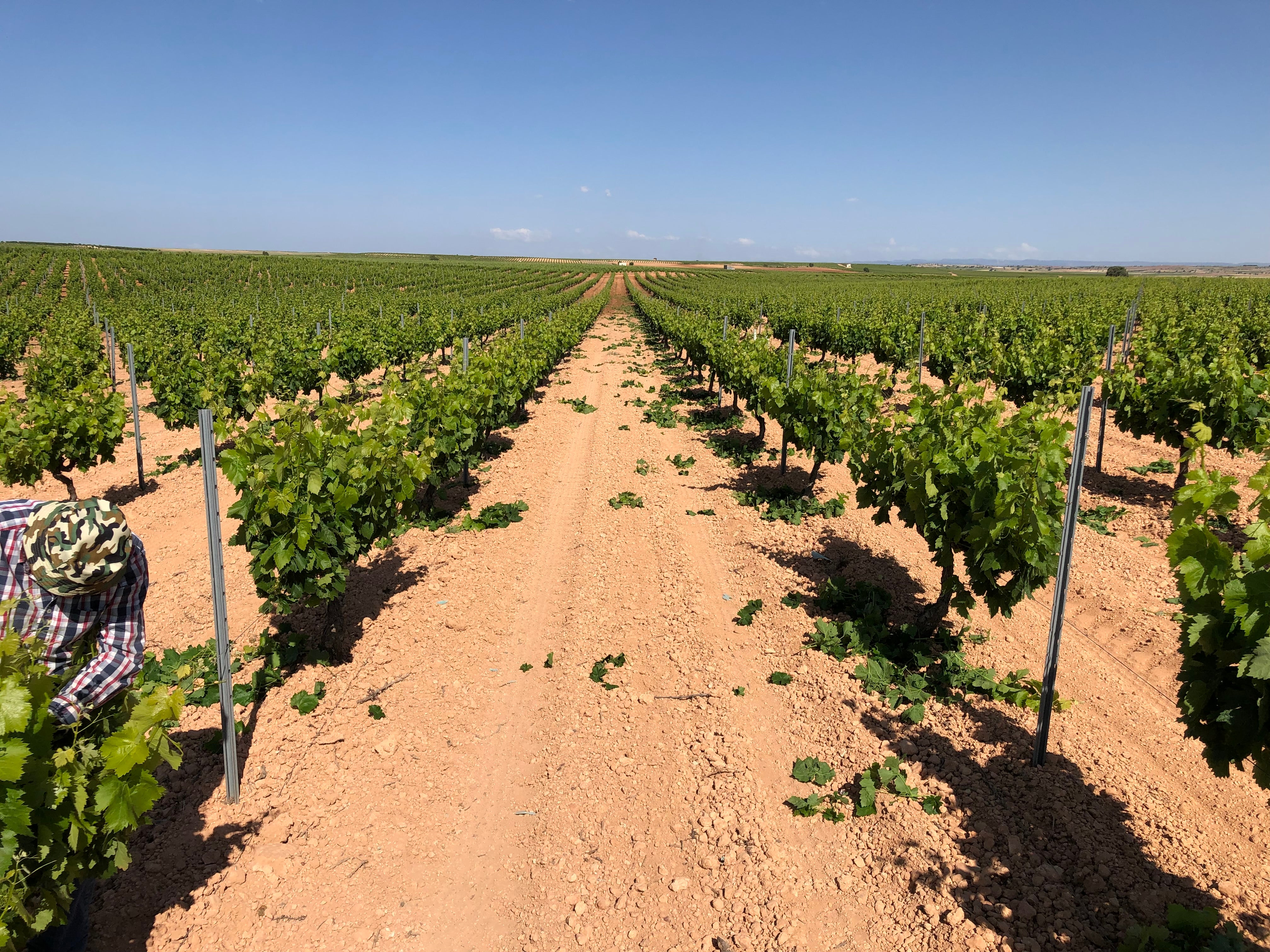 El Gobierno regional destinará 16,4 millones de euros para la reestructuración del viñedo en Albacete El Gobierno regional destinará 16,4 millones de euros para la reestructuración del viñedo en Albacete
