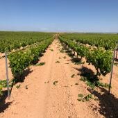 El Gobierno regional destinará 16,4 millones de euros para la reestructuración del viñedo en Albacete 