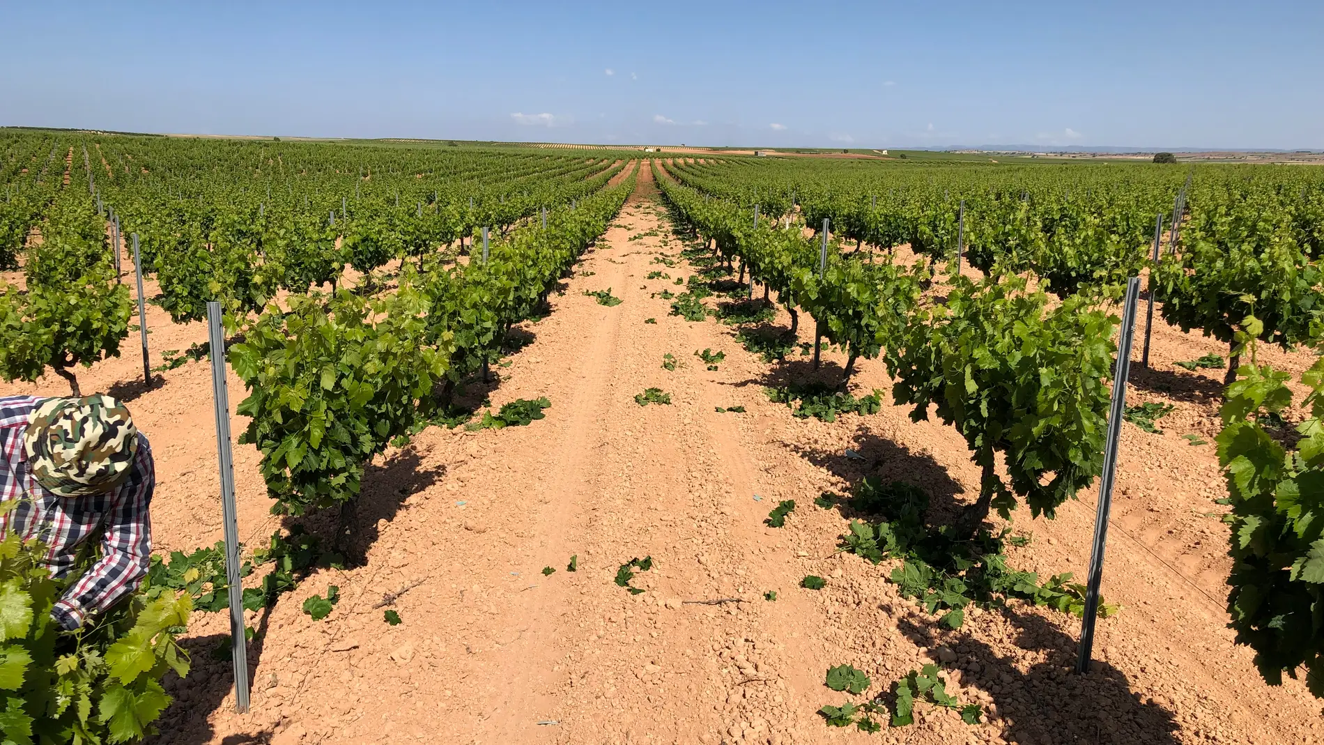 El Gobierno regional destinará 16,4 millones de euros para la reestructuración del viñedo en Albacete 