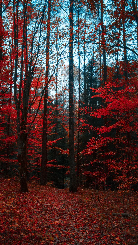 Bosques en otoño