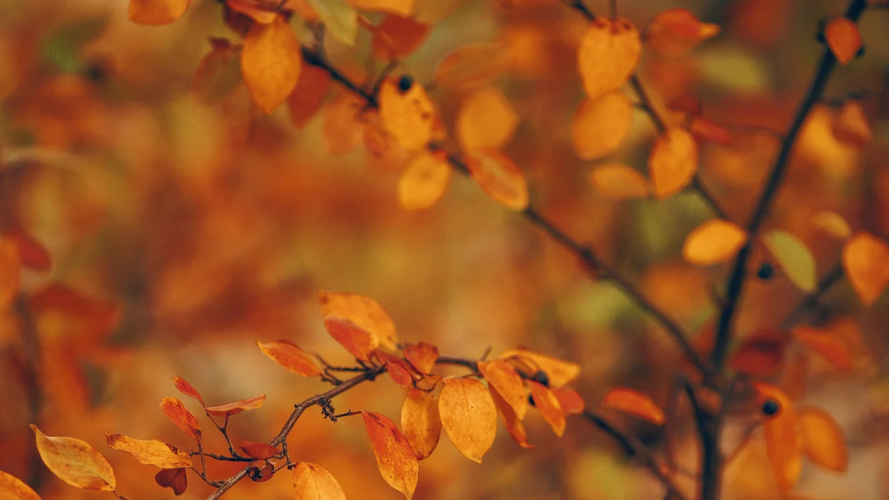 Otoño