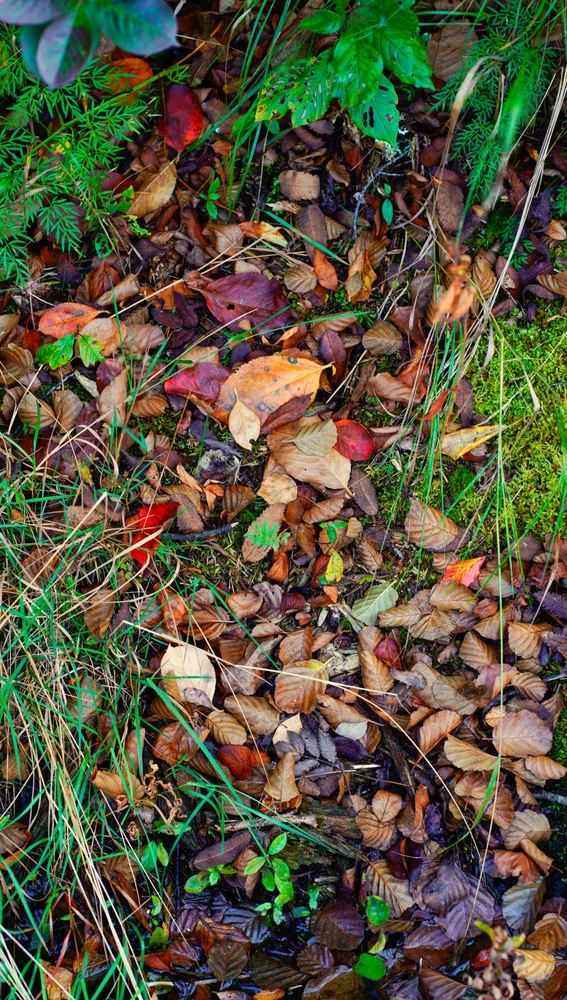 Los colores del otoño Los colores del otoño