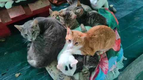 Colonia de Gatos en Ceuta Colonia de Gatos en Ceuta