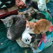 Colonia de Gatos en Ceuta Colonia de Gatos en Ceuta