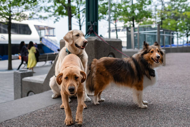La Ley de Bienestar Animal prohíbe dejar al perro atado en la puerta de establecimientos comerciales La Ley de Bienestar Animal prohíbe dejar al perro atado en la puerta de establecimientos comerciales