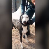 Investigado un hombre en Vilavella por arrancar con alicates los dientes a su perra
