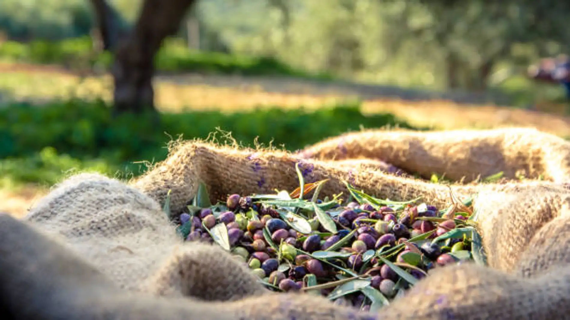 Los agricultores aragoneses esperan recoger 11.500 toneladas de olivas