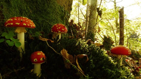 Las setas constituyen uno de los tesoros naturales de Pilo&ntilde;a