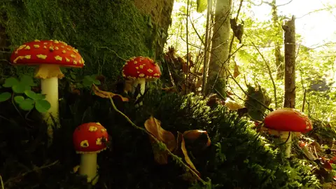 Las setas constituyen uno de los tesoros naturales de Piloña Las setas constituyen uno de los tesoros naturales de Piloña