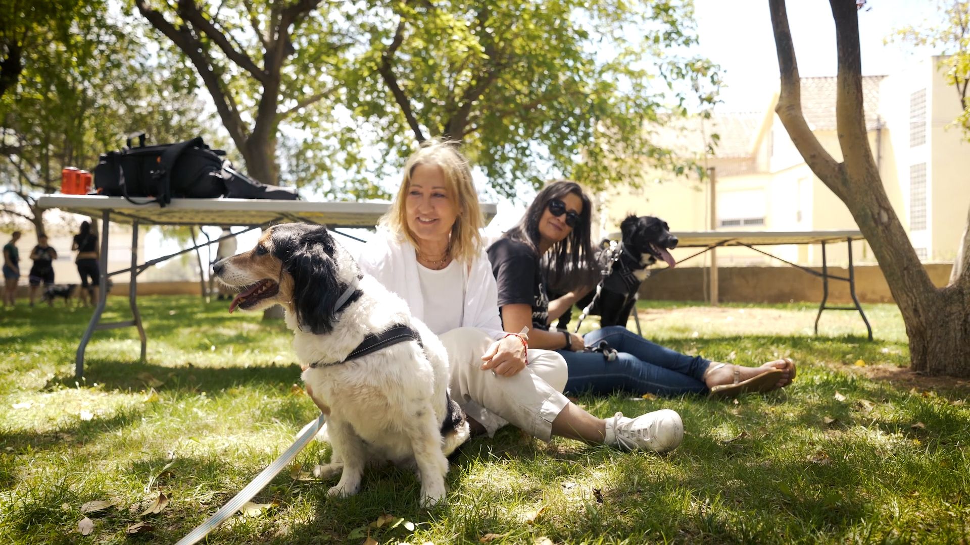 L’Alcora rescata 240 animales abandonados o perdidos desde mayo de 2021 L’Alcora rescata 240 animales abandonados o perdidos desde mayo de 2021