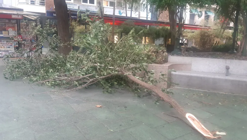 El viento provocó la caída de esta rama en la Plaza del Pilar