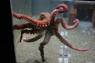 Animales que viven felices sólos Animales que viven felices sólos