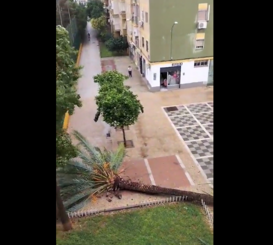 El vídeo viral de una mujer narrando la caída de la palmera: "Es puro cine" El vídeo viral de una mujer narrando la caída de la palmera: "Es puro cine"