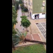 Imagen de un vídeo viral de la caída de una palmera