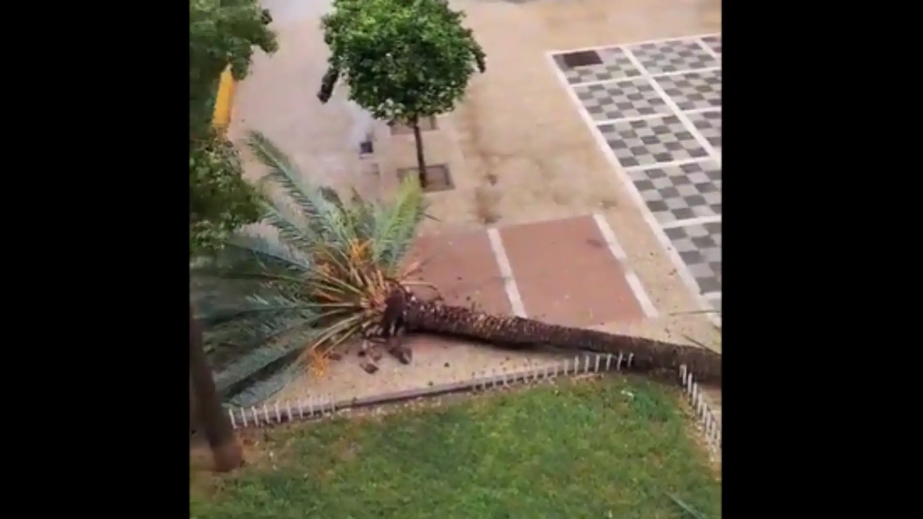 El vídeo viral de una mujer narrando la caída de la palmera: "Es puro cine"