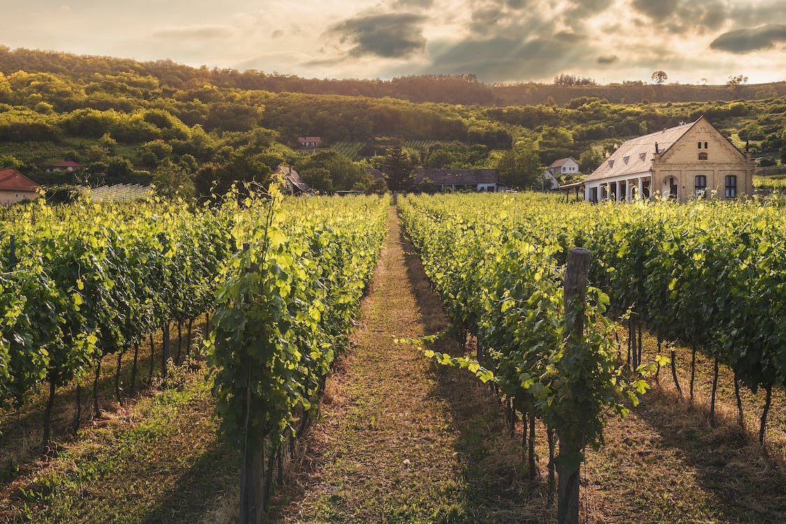 Seguimos la Ruta del Vino de Valdeorras: bodegas, pasado romano y naturaleza en Galicia Seguimos la Ruta del Vino de Valdeorras: bodegas, pasado romano y naturaleza en Galicia