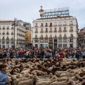 Miles de ovejas cruzan la Puerta del Sol