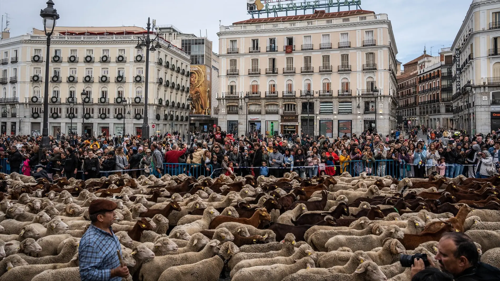 Miles de ovejas y cabras cortan Madrid por la Fiesta de la Trashumancia