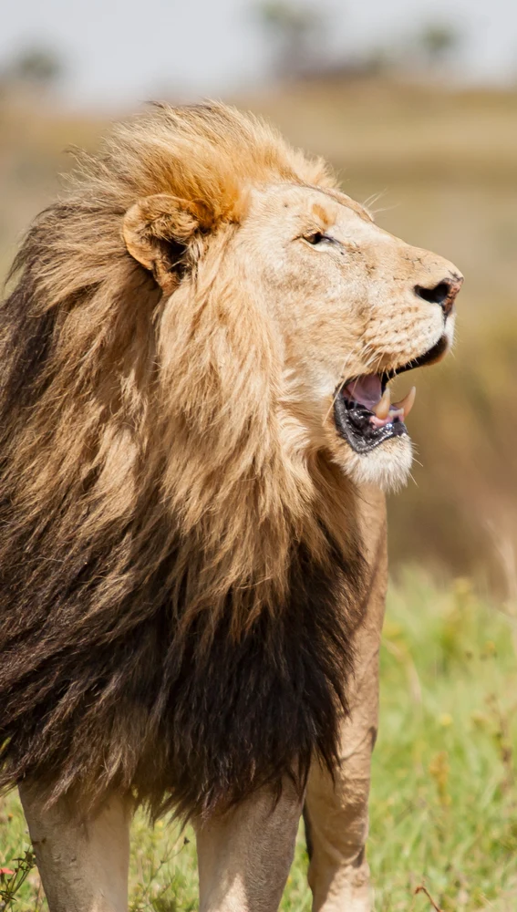 León en Zimbabue