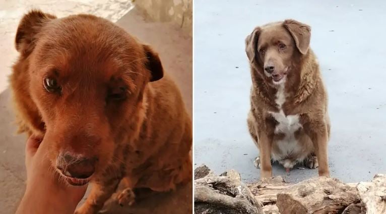 Muere Bobi, el perro más longevo del mundo, a los 31 años Muere Bobi, el perro más longevo del mundo, a los 31 años