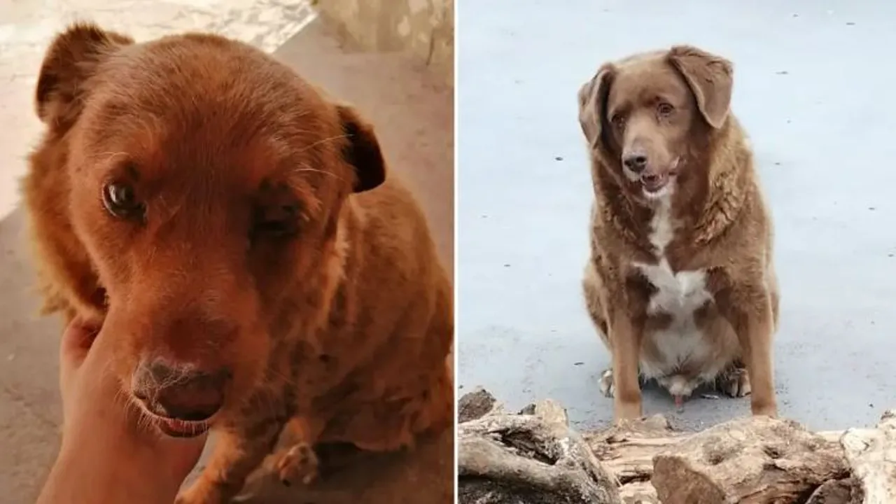 Bobi, el perro más longevo del mundo, muere a los 31 años de edad