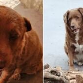 Bobi, el perro más longevo del mundo, muere a los 31 años de edad