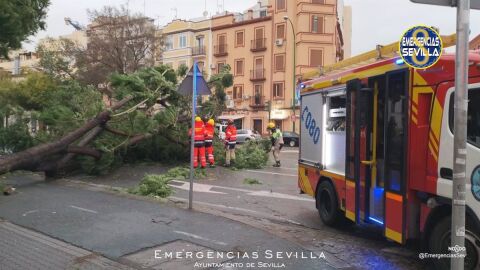 Así ha quedado la calle Luis Montoto tras la caída de un árbol