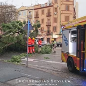 Así ha quedado la calle Luis Montoto tras la caída de un árbol Así ha quedado la calle Luis Montoto tras la caída de un árbol